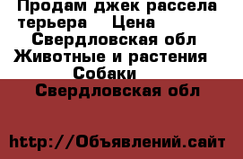 Продам джек-рассела терьера  › Цена ­ 5 000 - Свердловская обл. Животные и растения » Собаки   . Свердловская обл.